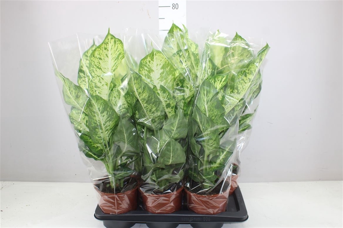 <h4>Dieffenbachia Mars</h4>