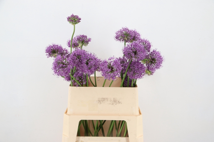 ALLIUM GLADIATOR ARTISTIC 060CM