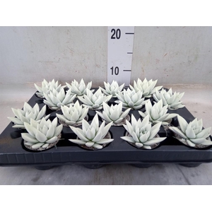 Echeveria  'Miranda'