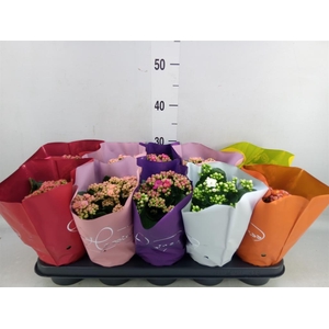 Kalanchoe blos. 'Perfecta'  ..mix 5