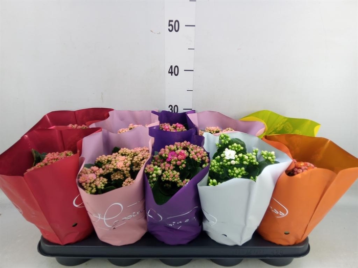 <h4>Kalanchoe blos. 'Perfecta' ..mix 5</h4>