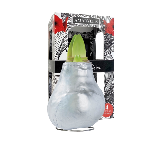 <h4>Amaryllis Touch of Wax Gloss Silver 6x1, rode bloem, Karton Giftbox</h4>