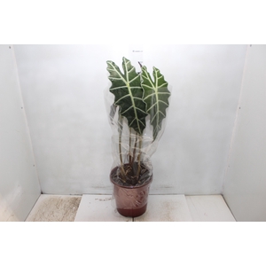ALOCASIA AMAZONICA P23