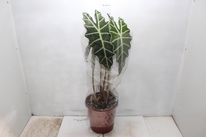 <h4>ALOCASIA AMAZONICA P23</h4>