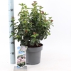 Viburnum tinus 'Lisarose' pbr C5