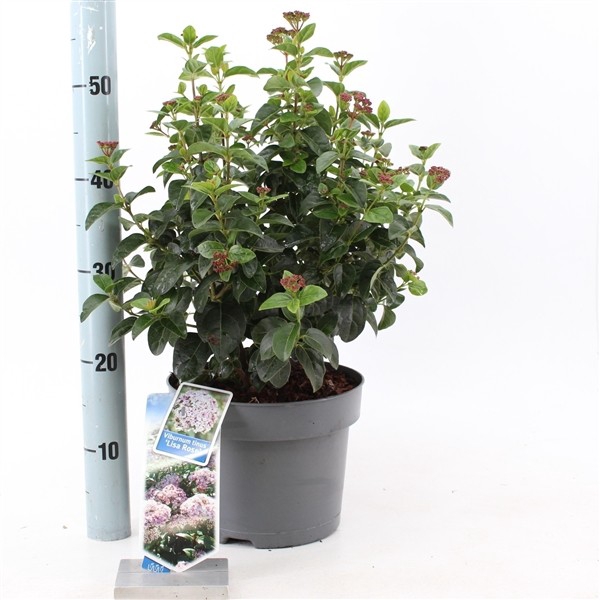 Viburnum tinus 'Lisarose' pbr C5