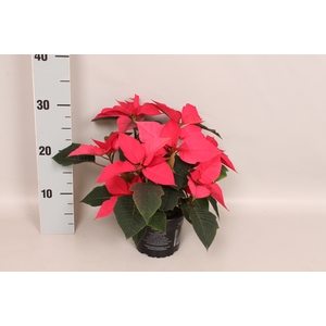 Poinsettia 10,5 cm Christmas Feelings® Pink