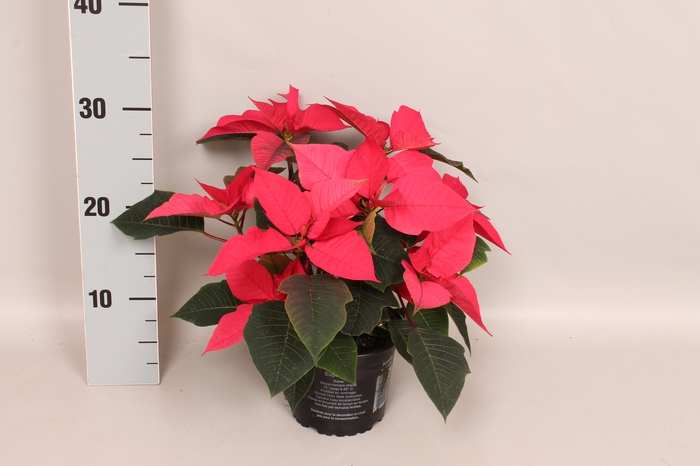 Poinsettia 10,5 cm Christmas Feelings® Pink