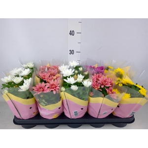 Chrysanthemum   ..rosebud mix