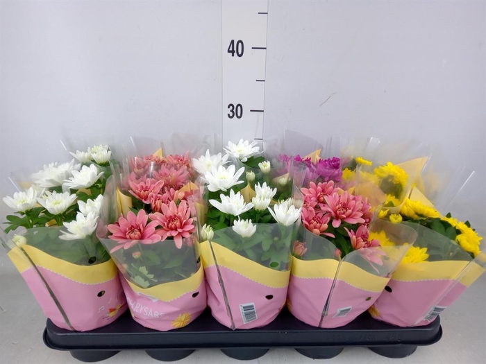 <h4>Chrysanthemum   ..rosebud mix</h4>