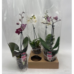 PHAL GEM
