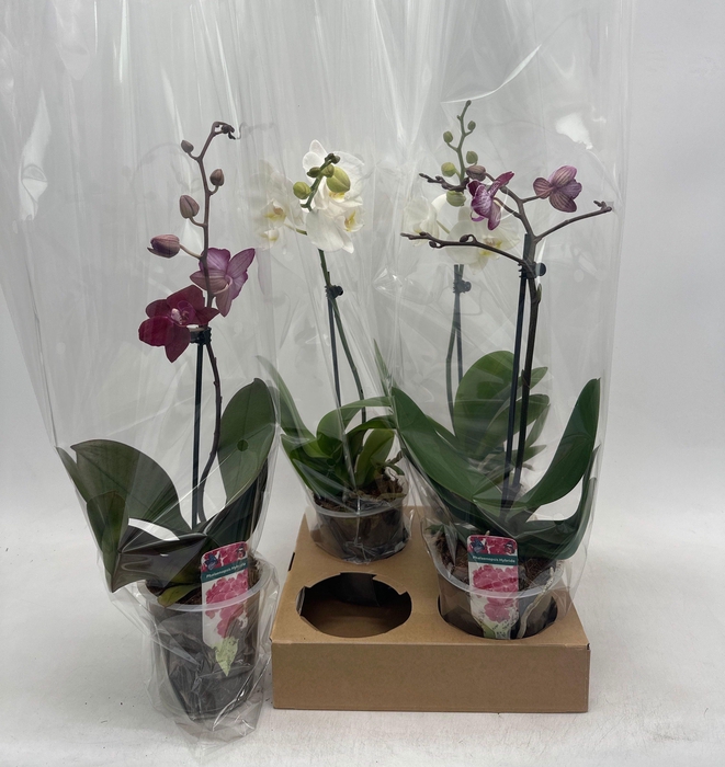 <h4>PHAL GEM</h4>