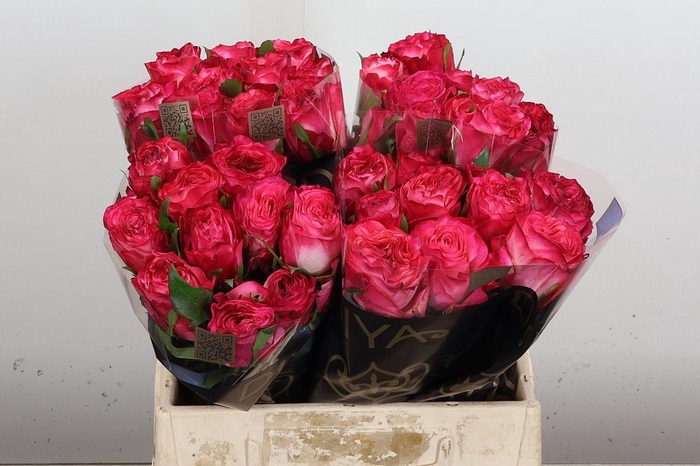 <h4>R Gr Enchantment</h4>