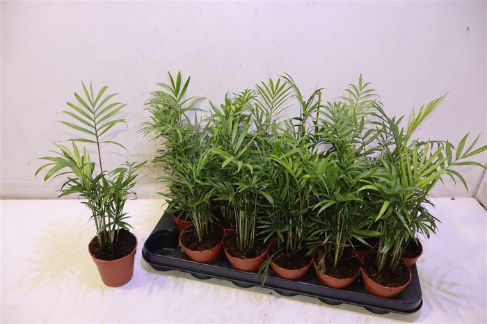 <h4>Chamaed Elegans</h4>