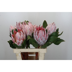 Protea Cynaroides