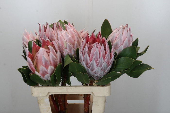 <h4>Protea Cynaroides</h4>