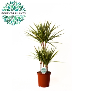 Dracaena Golden Dragon p21, 45+15+10