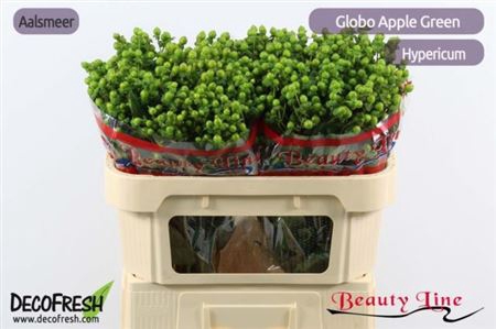 Hyp Globo Applegreen