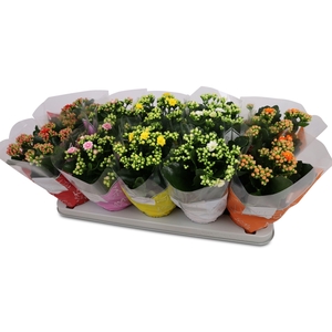 Kalanchoe gevuld Perfecta gemengd 5klr.