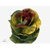 Brassica Red