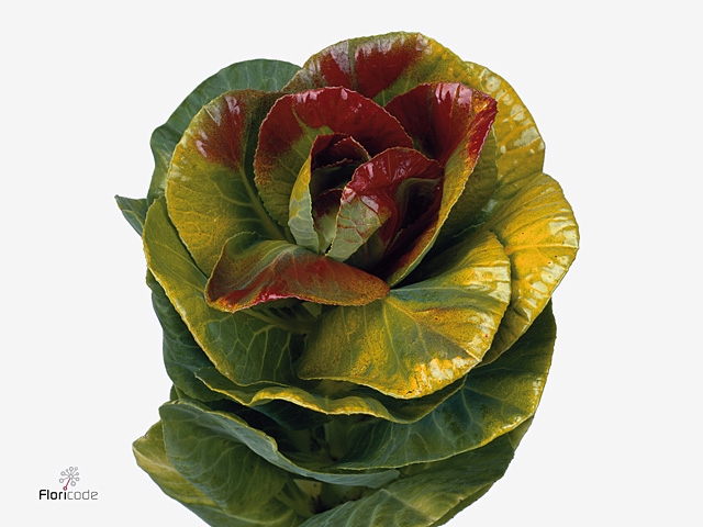 Brassica Red