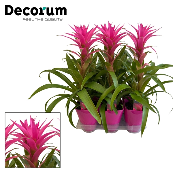 <h4>Guzmania Voila Pink Luxe Keramiek (Decorum)</h4>