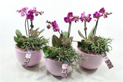 <h4>6321 X3 Ker Roze Phal</h4>