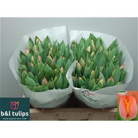 <h4>Tu En Ad Rem</h4>