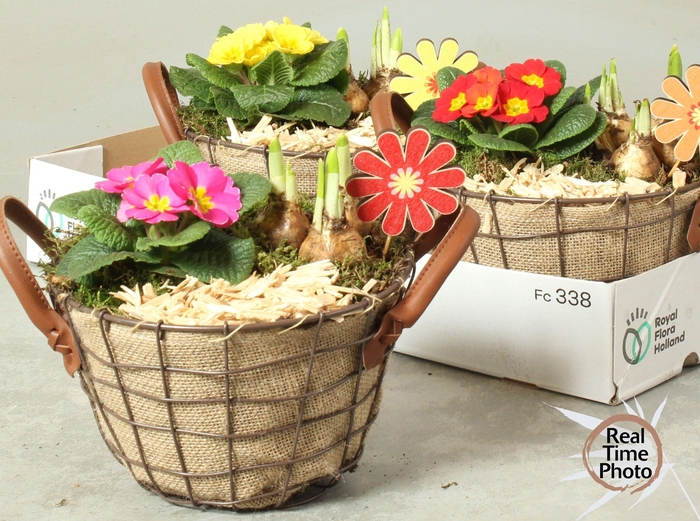 <h4>ARR TUINPLANTEN</h4>