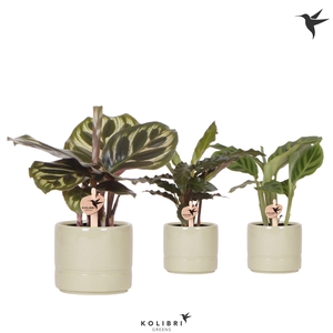 Kolibri Greens Calathea mix in Pastel pot green