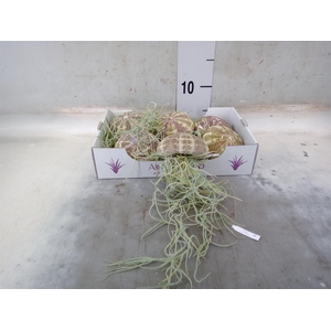 Tillandsia usneoides