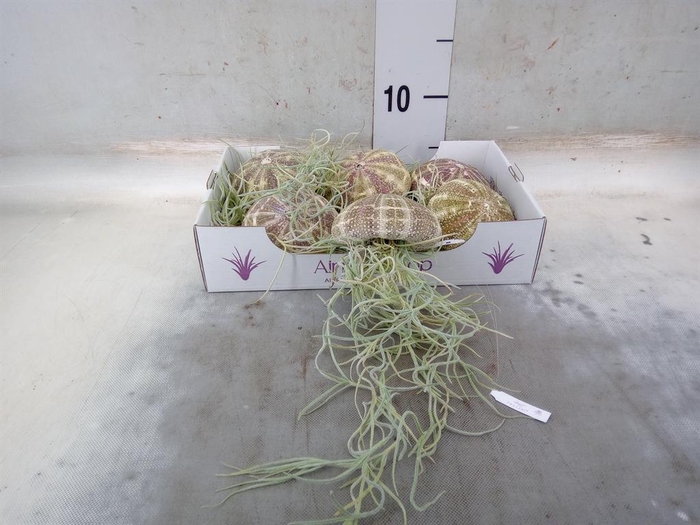 <h4>Tillandsia usneoides</h4>