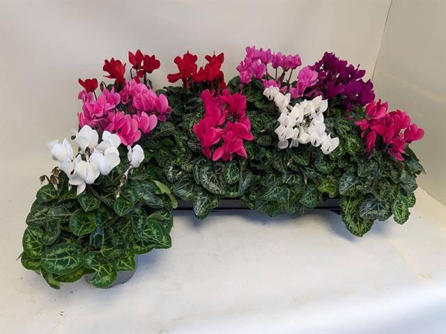 <h4>CYCL KL MACARON</h4>