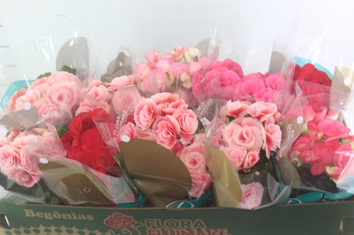 BEGONIA P11