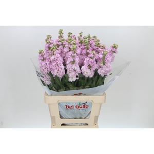 Matthiola Iron Cherry Blossom