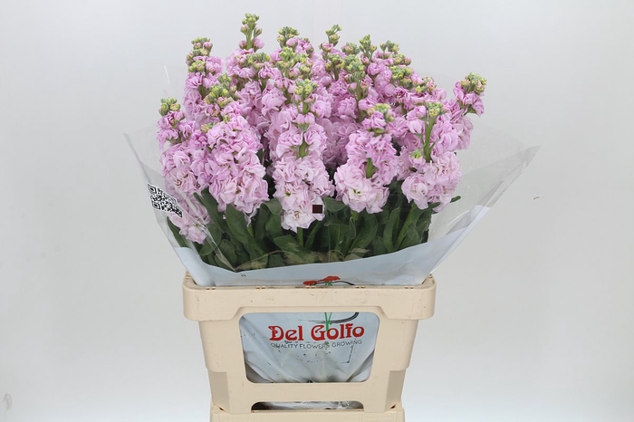 <h4>Matthiola Iron Cherry Blossom</h4>