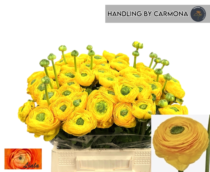 <h4>RAN SU OMEGA</h4>