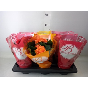 Begonia elat. DU   ...mix