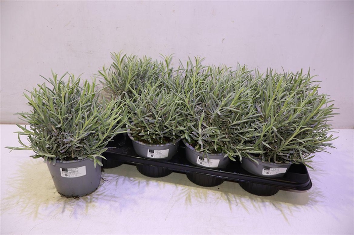 <h4>Lavan Angustifolia</h4>