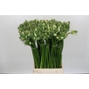 Ornithogalum White