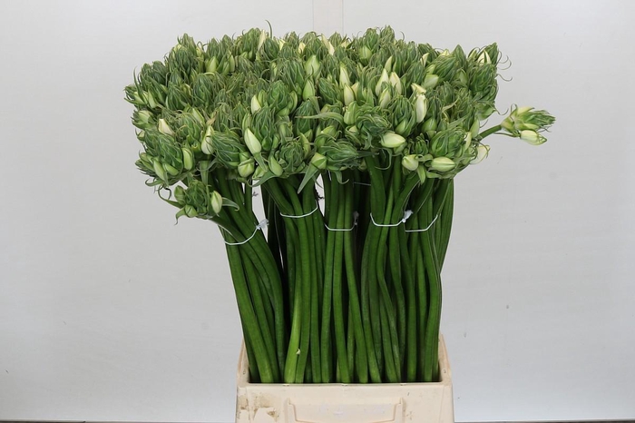 Ornithogalum White