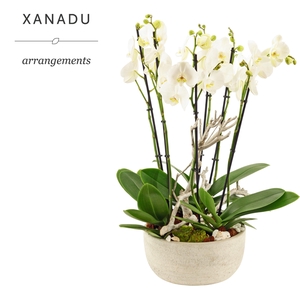 Xanadu Manilla