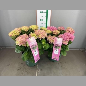 HYDR MAGICAL EVOLUTION ROZE