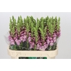 Antirrhinum Potomac Lavender