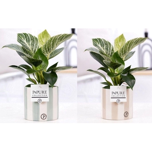 Philodendron White Wave in P&PURE Eline ceramics ass.2