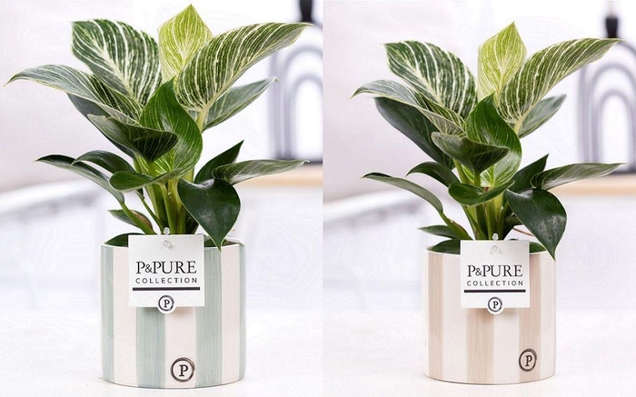 <h4>Philodendron White Wave in P&PURE Eline ceramics ass.2</h4>