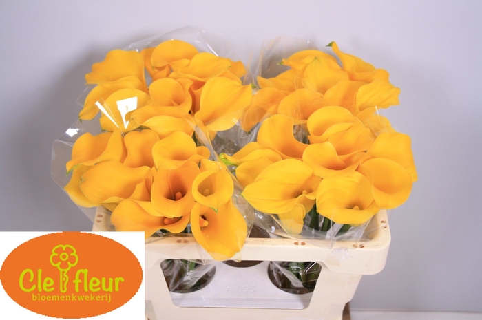 <h4>ZANT FLOREX GOLD</h4>