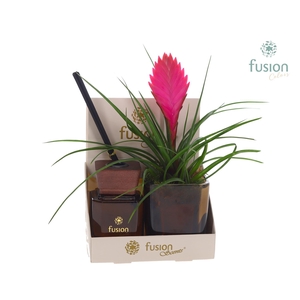 Glazen pot geurstok groen met Tillandsia