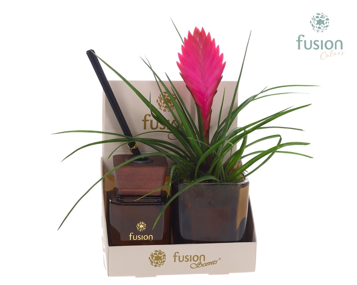 <h4>Glazen pot geurstok groen met Tillandsia</h4>