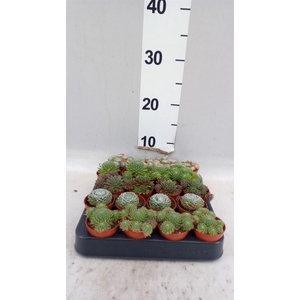 Sempervivum   ...mix